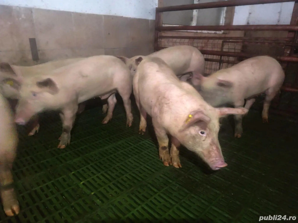 Purcei pentru crescut 