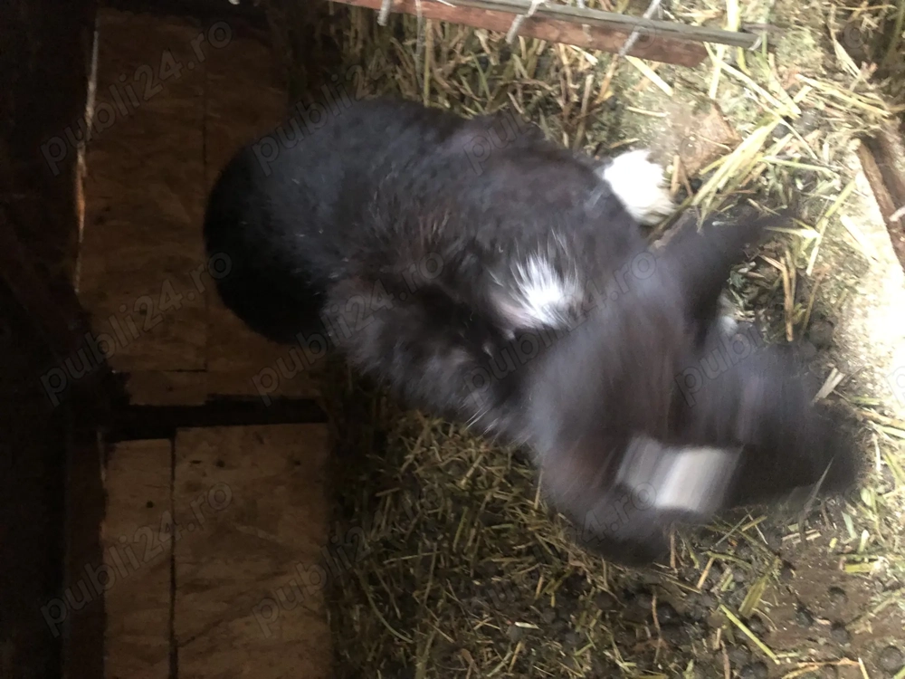 Iepurasi diferite varstre 