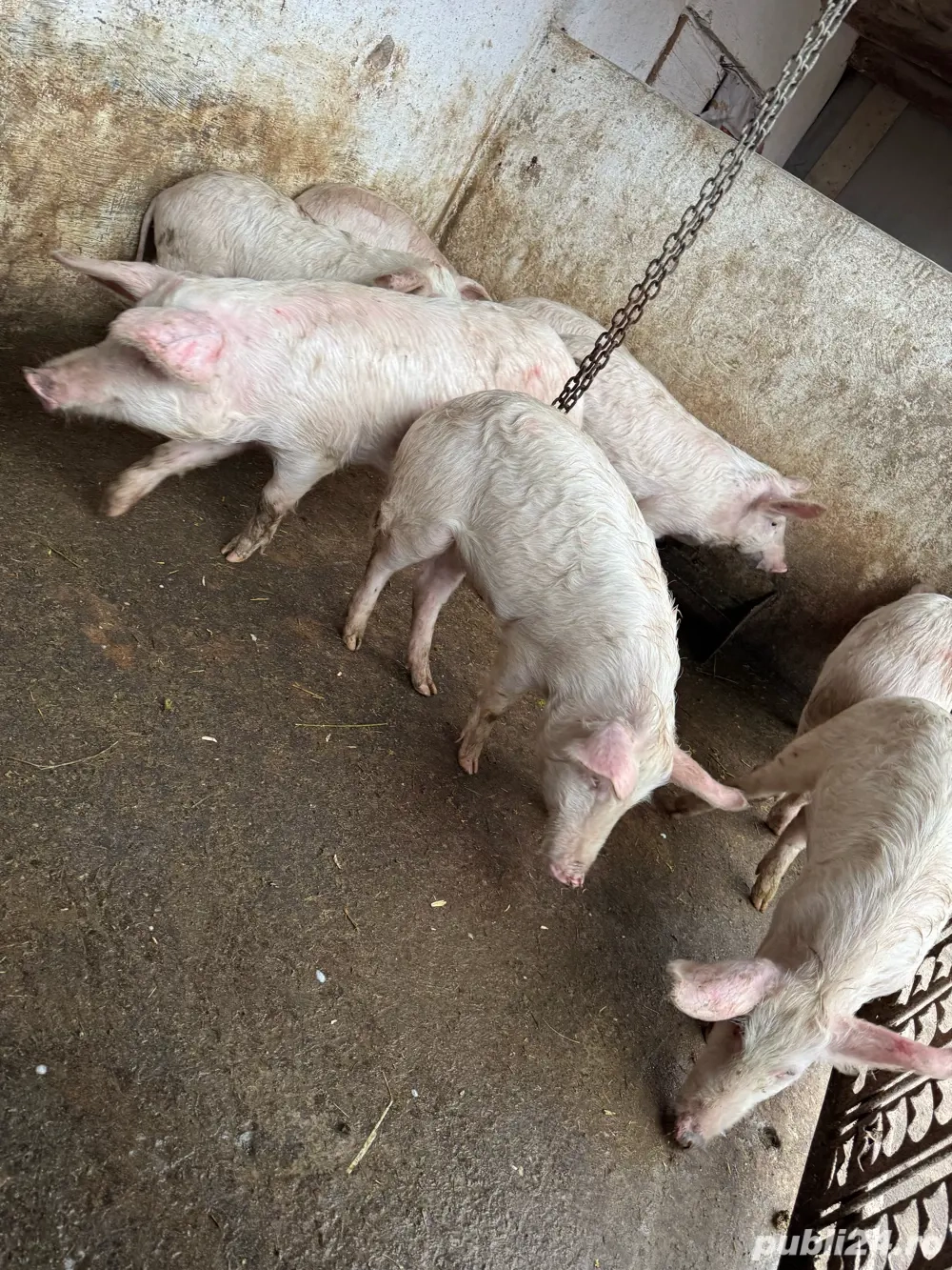 porci 35kg castrați