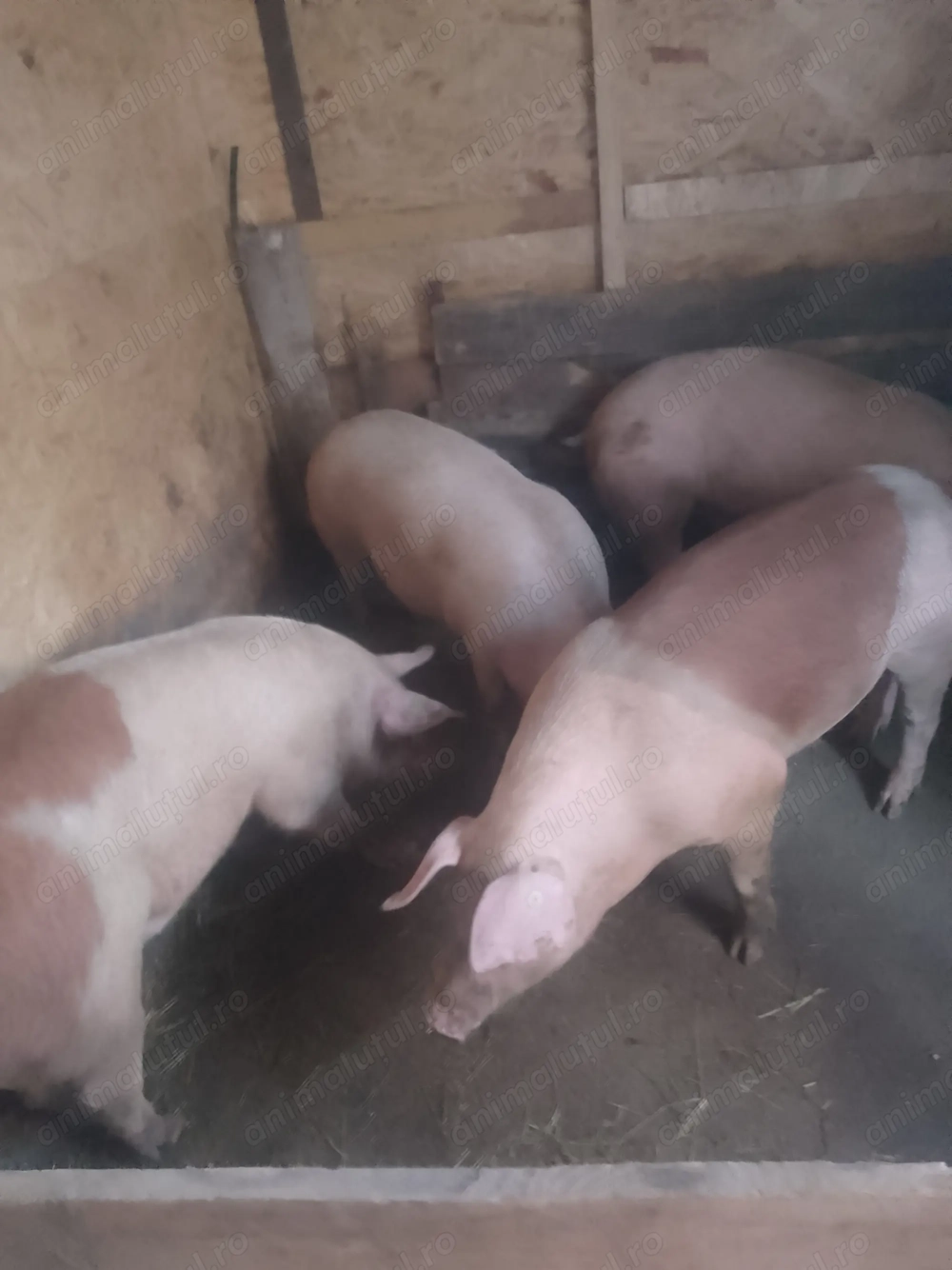 Porci rasă de carne 