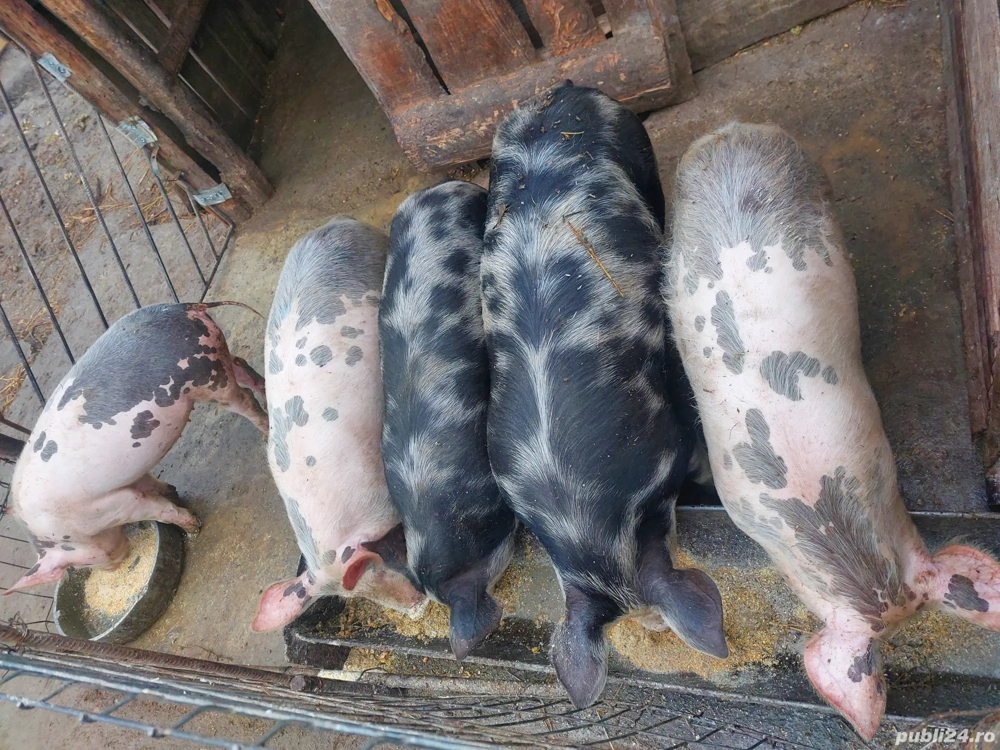 Purcele de vanzare