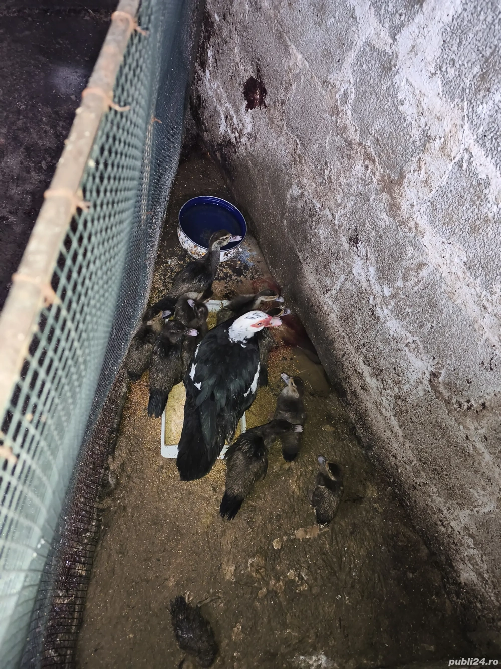 boboci de rata muta oferta