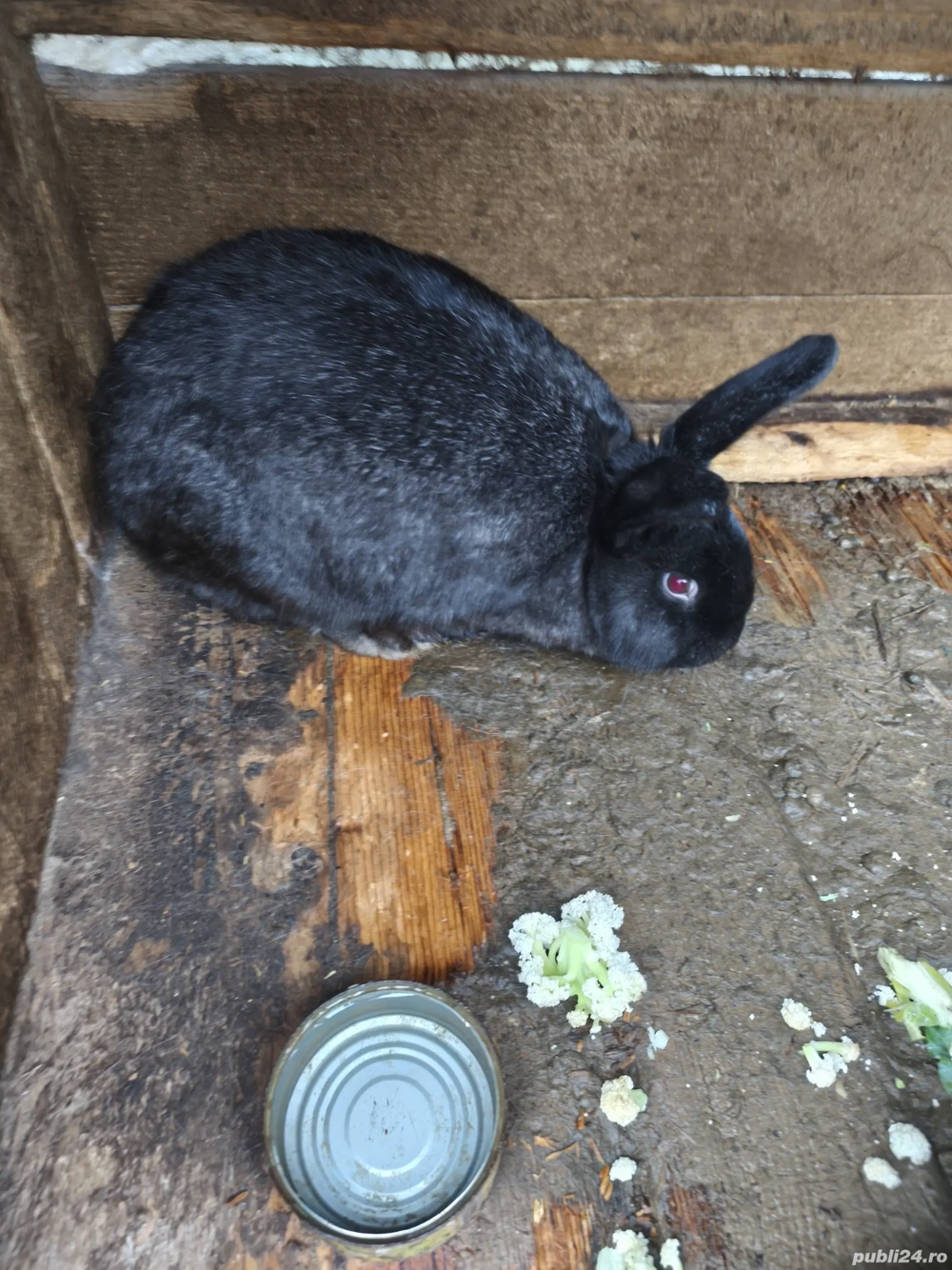 vand iepurita petru reproductie