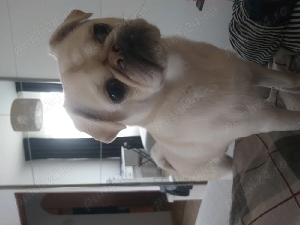 Vând câine rasa pug (mops) alb