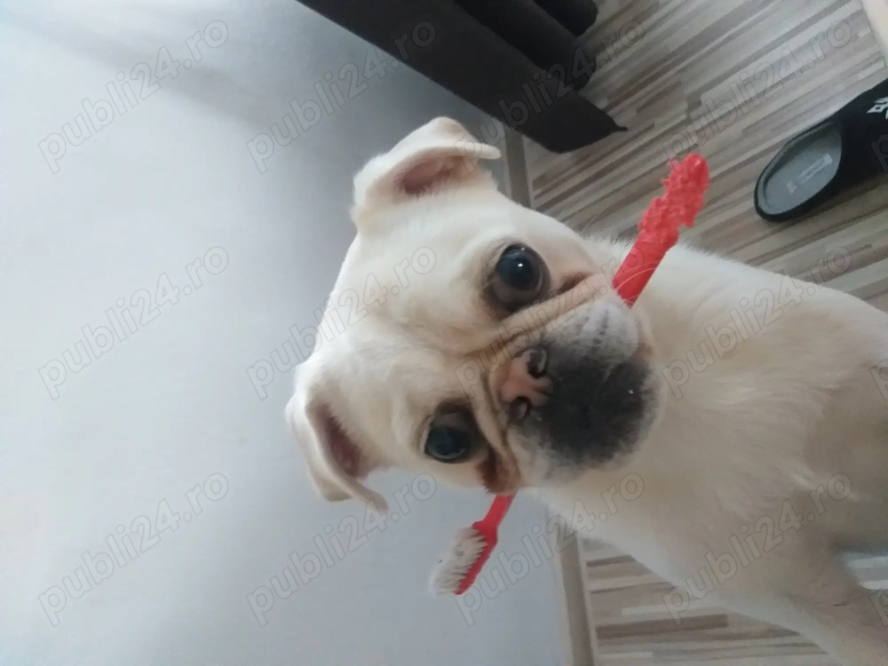 Vând câine rasa pug (mops) alb