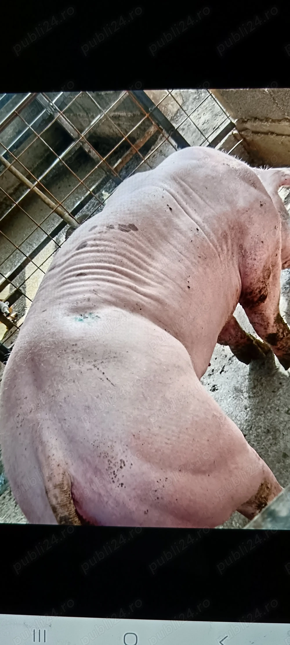 Scrofița marele alb montată 