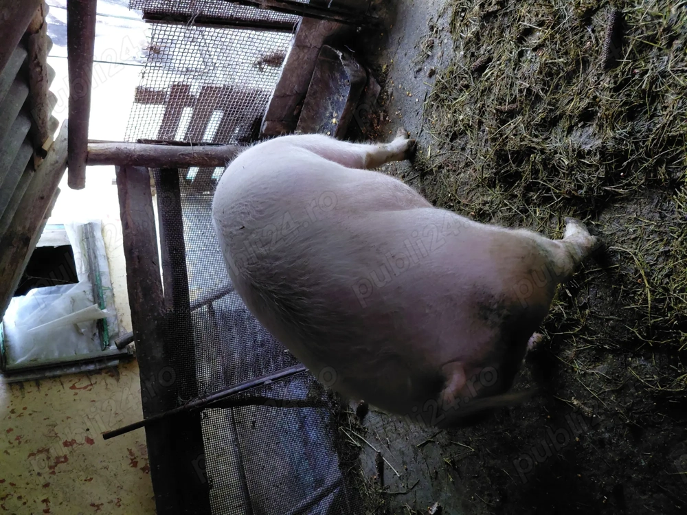 Jumatate de porc de vanzare