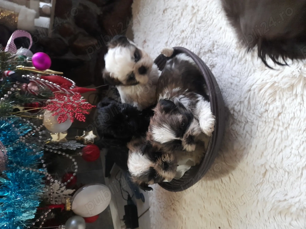 Cățeluși shitzu de vanzare 