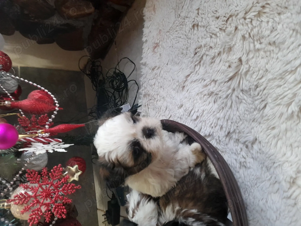 Baietel shitzu de vanzare 