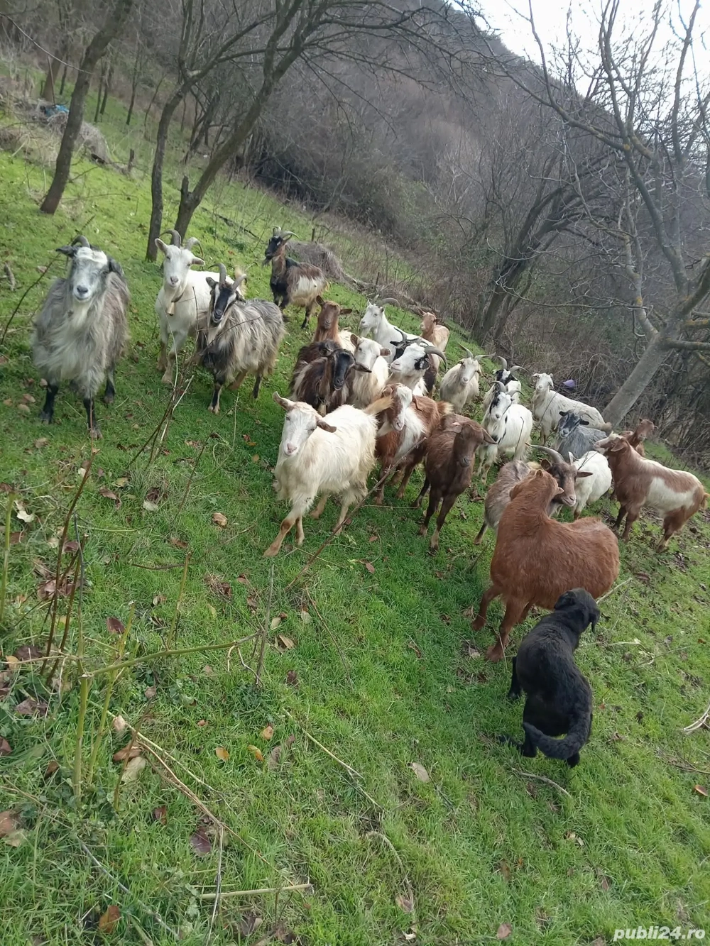 vand capre sau schimb cu vaca 