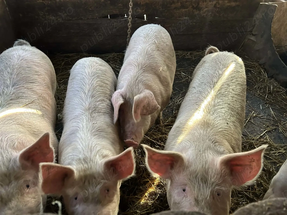 Porci vii de vânzare - crescuți în gospodărie