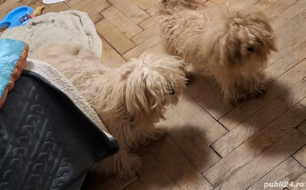 Maltipoo cu 2 vaccina si are carnet 