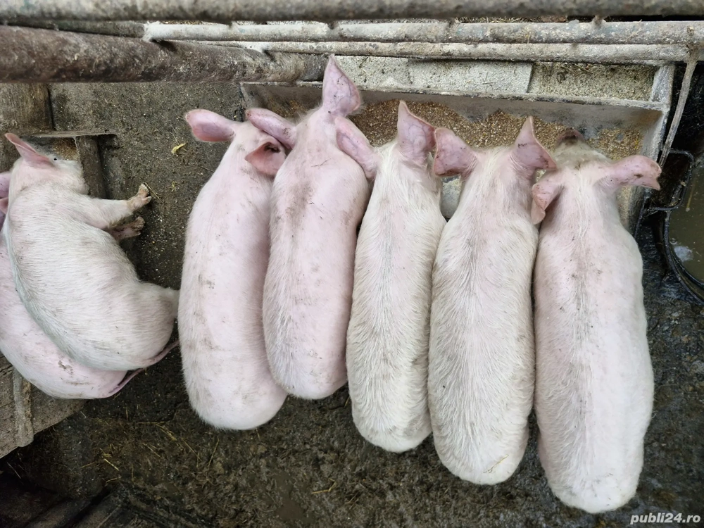 Purcei pic,greutate 25-30kg!