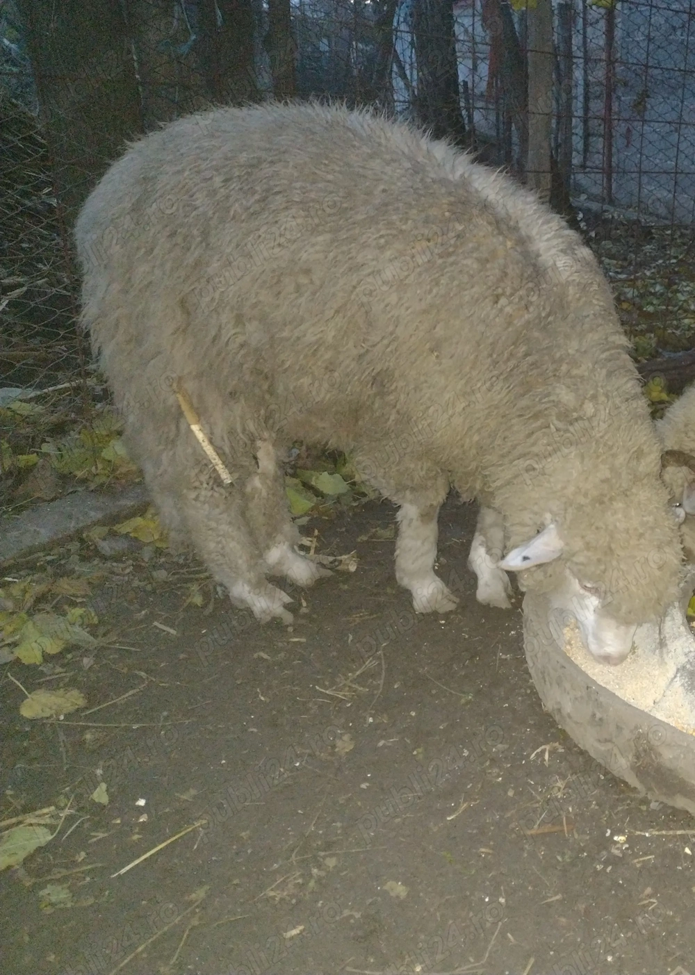 Vând berbecuț pentru sacrificat sau crescut 