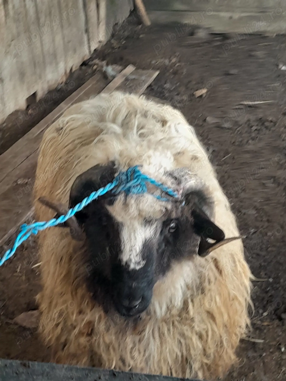 Vand sau schimb berbece 