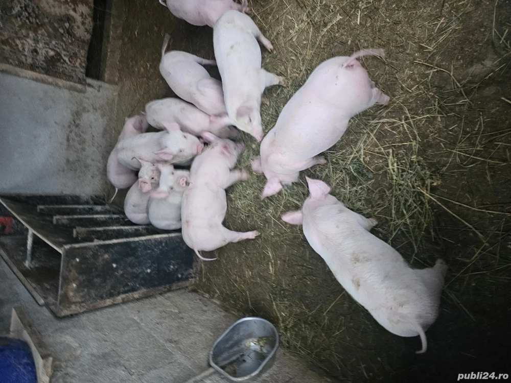 vand purcei 8 saptamani 