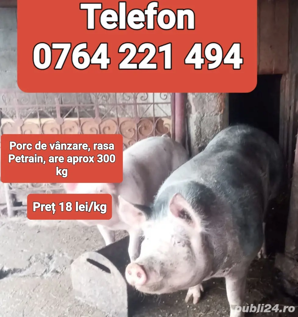 Porc de vânzare