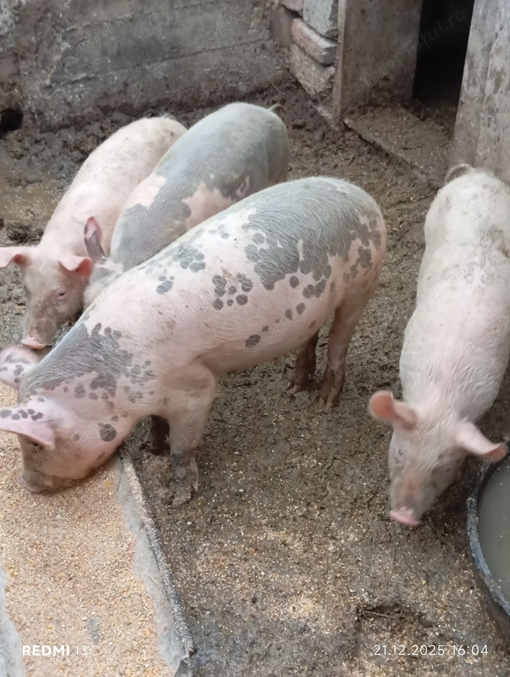 Vînd șoldani 35 40 kg la 500 de lei  buc