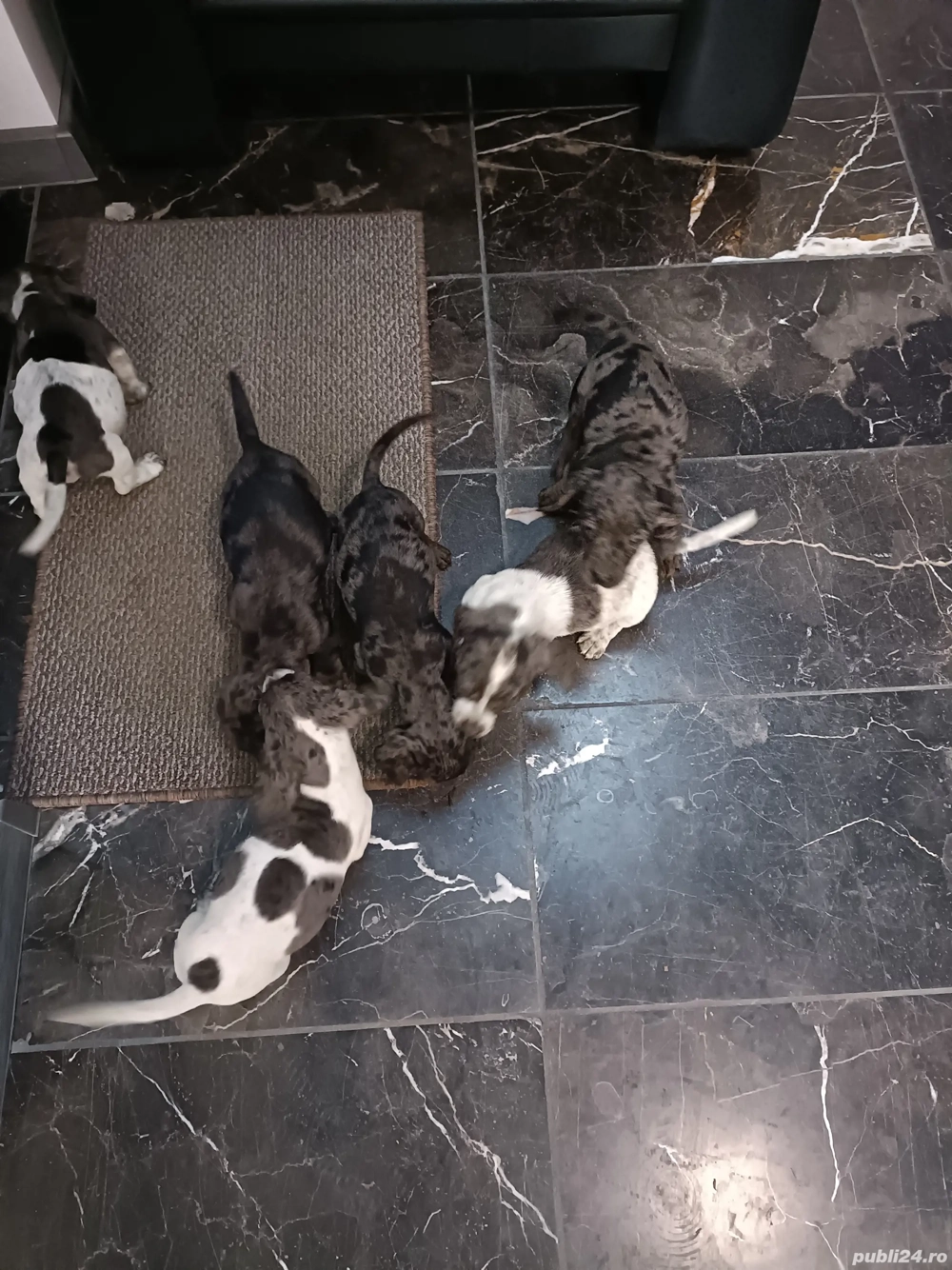 teckel mini arlechin merle tekel pititic 