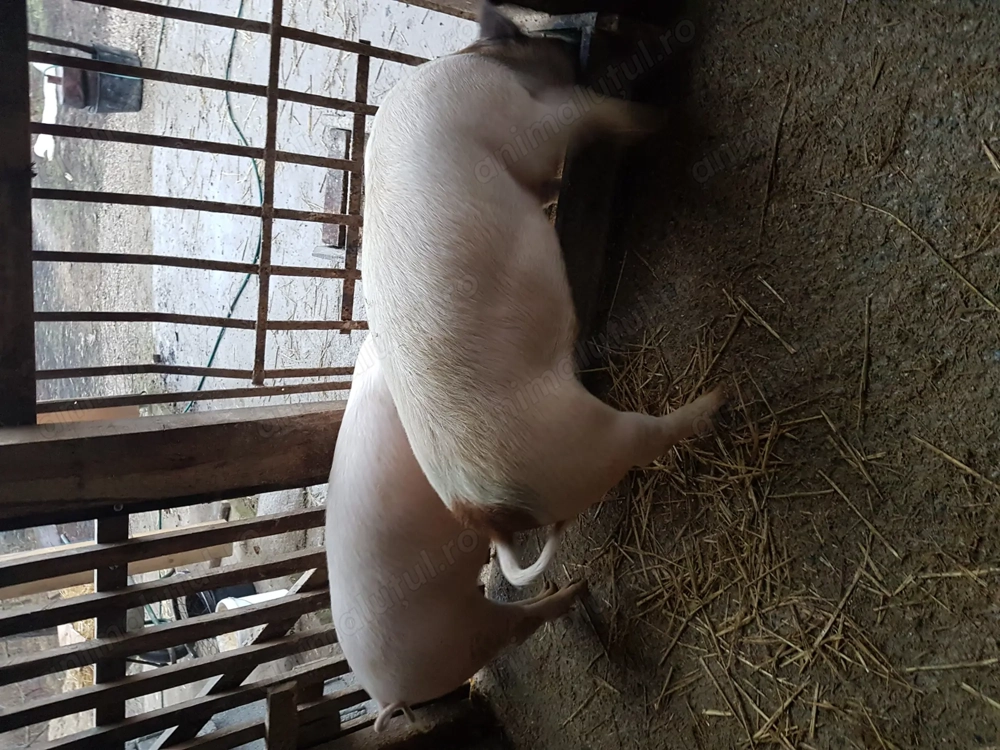 Șoldani de vânzare 