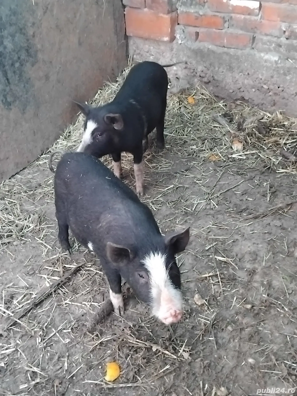 Porci fara colesterol