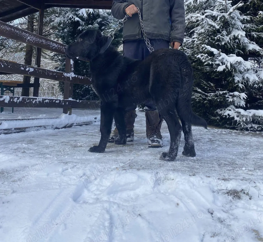 Caine din mama Kangal si tata Corb