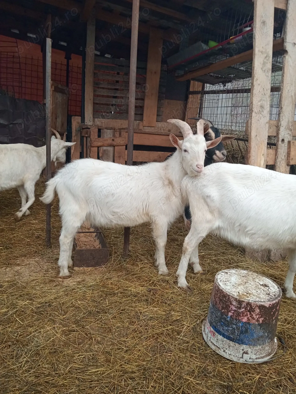 Tap rasa Saanen original