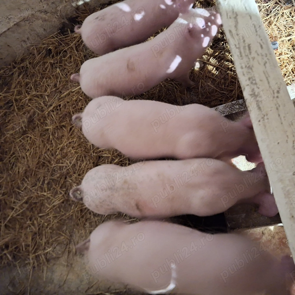 Vând purcei între 25 și 35 kg