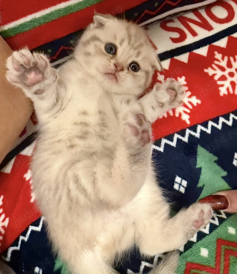 Pui British & Scottish premium   crescuți liber, fără cuști