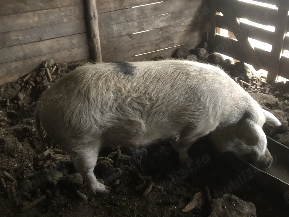 Vind porc de sacrificat 