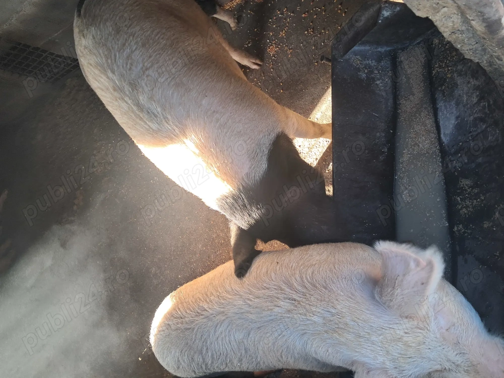 Vad porci 140 150 kg