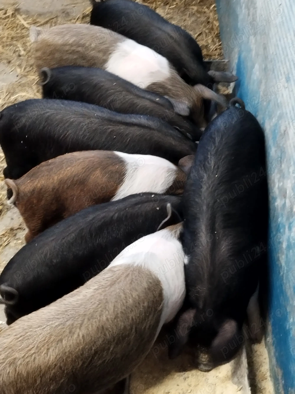 Purcei bazna+mangalița 