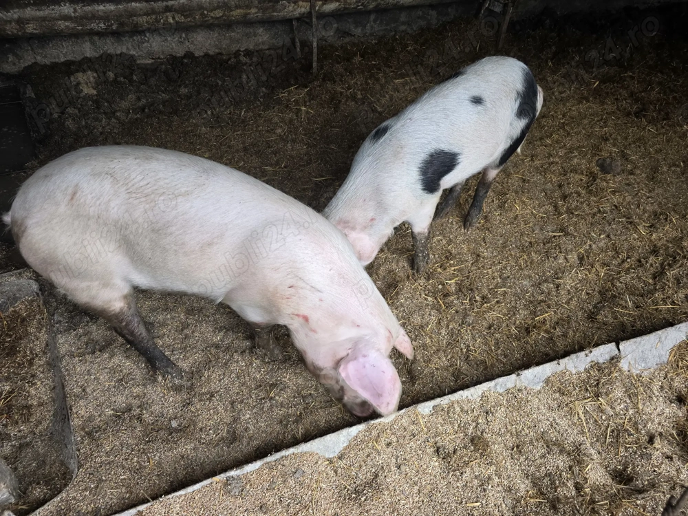 Vand porci 80 - 90 kg