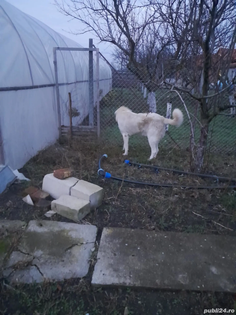 Vând mascul ciobănesc 