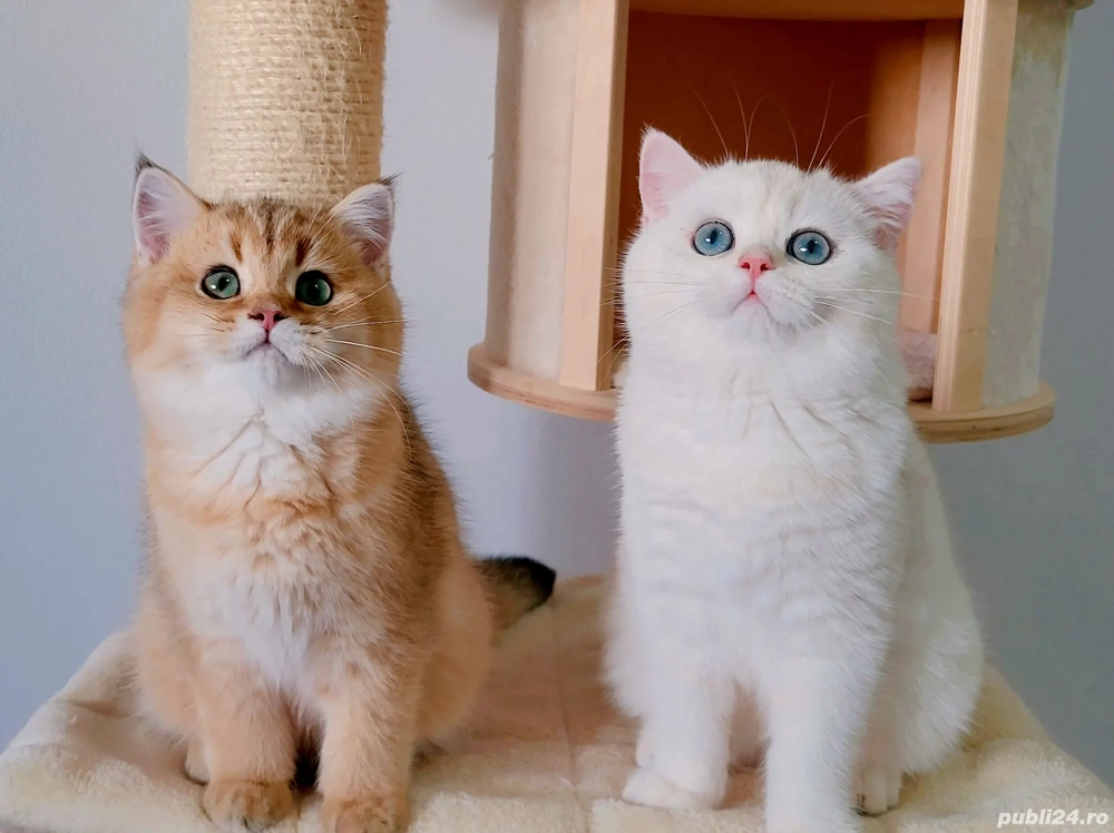 british shorthair si longhair pedigree