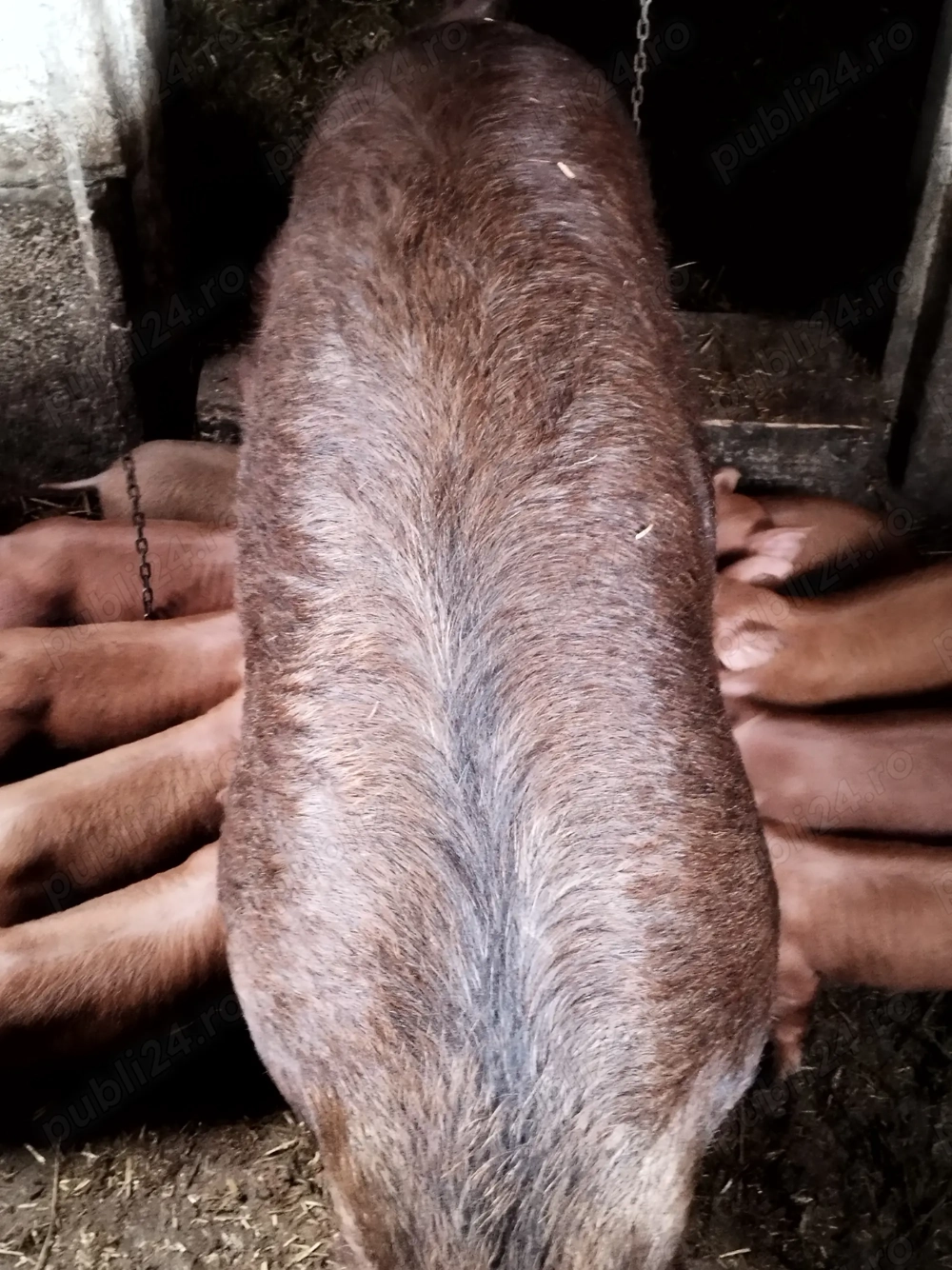 Scroafa duroc pur cu 10 purcei de 5 săptămâni 