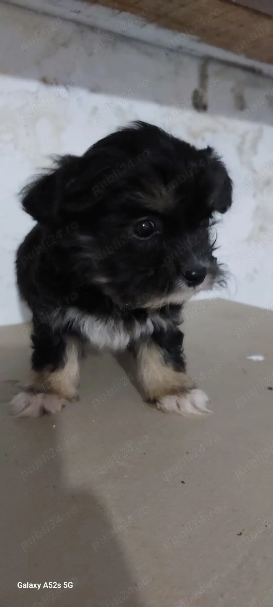 Donez cățeii metiși din bichon maltez 