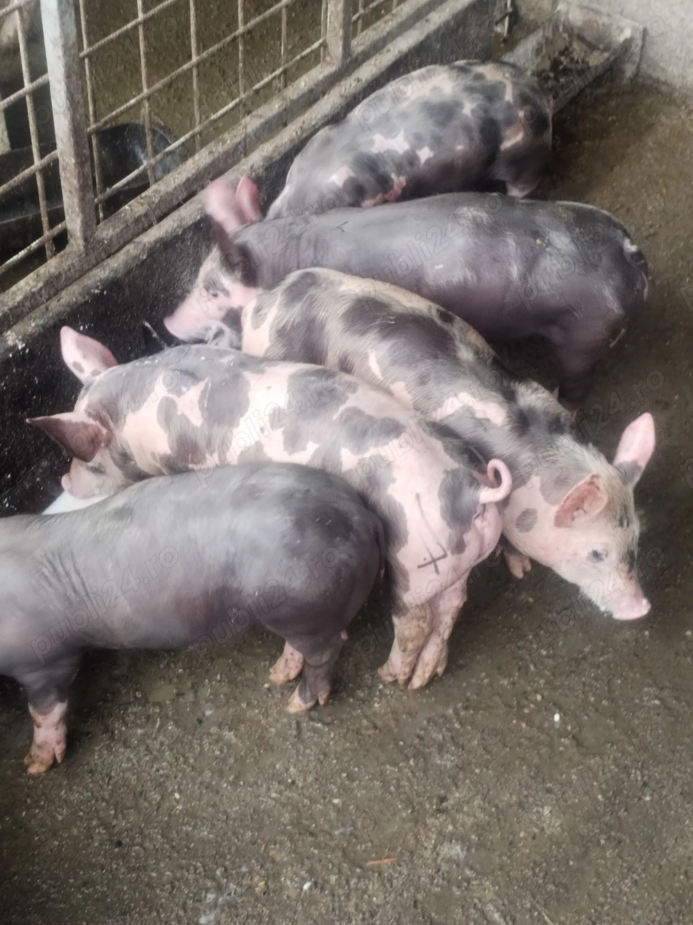 Purcei de rasă pietrean 