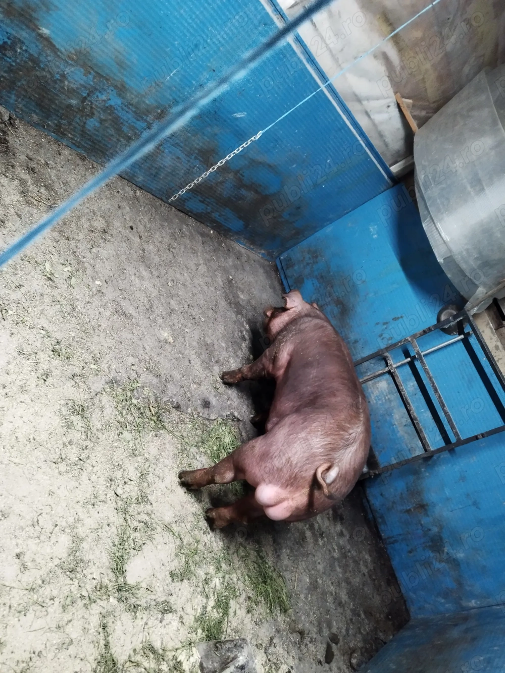 Vier duroc marca Costel Fluture 