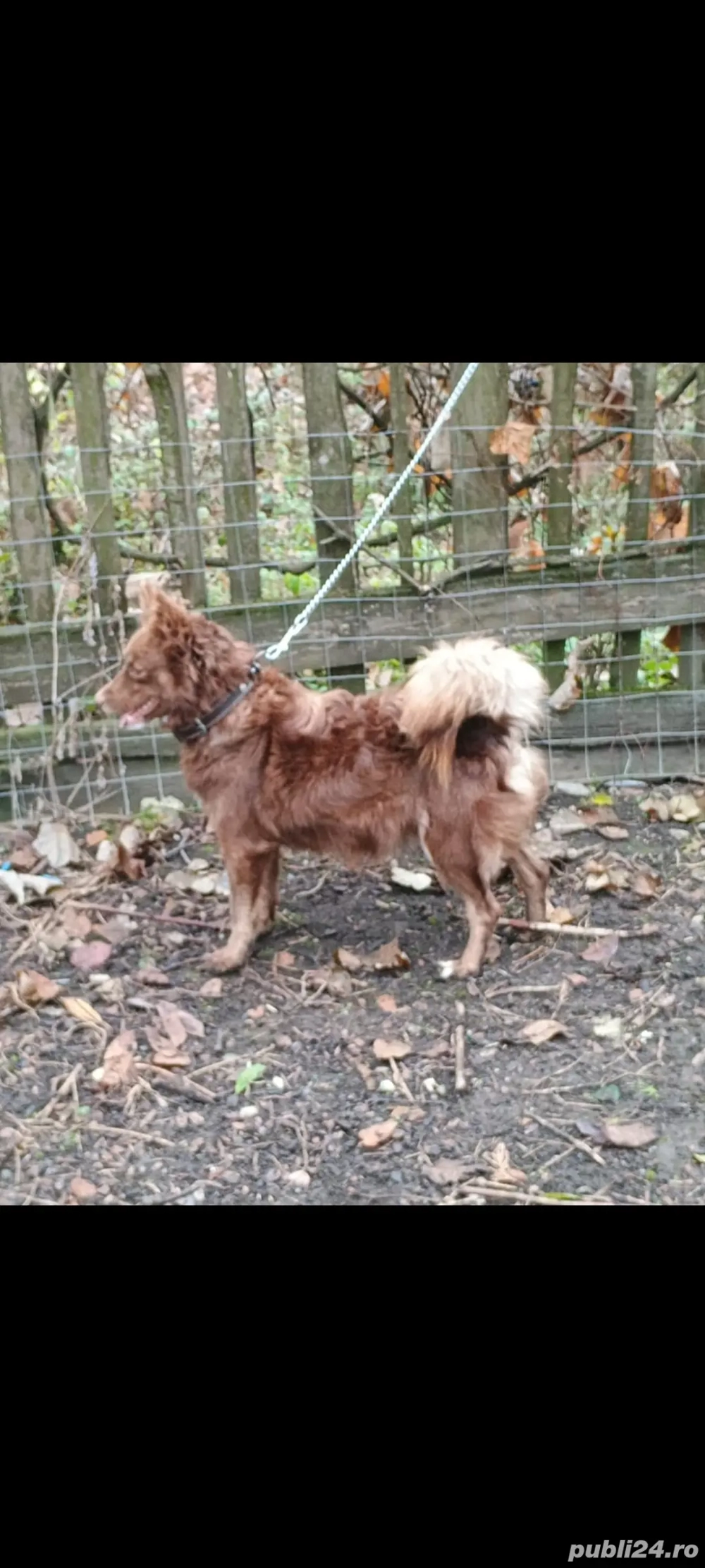 Cățea de întors oi și vaci rasa MUDI 