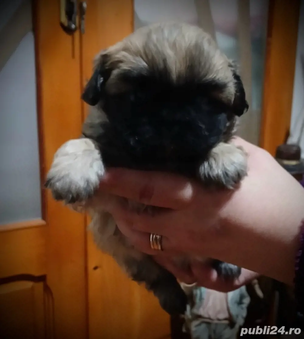 vand pechinez imperial