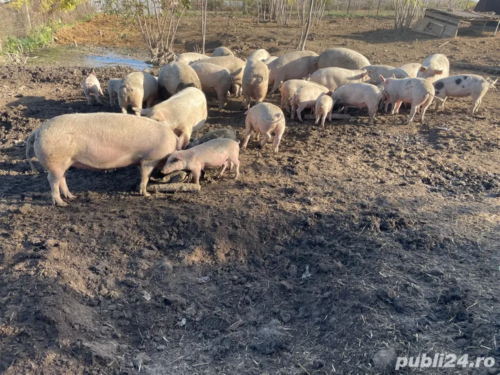 Porci de vanzare!