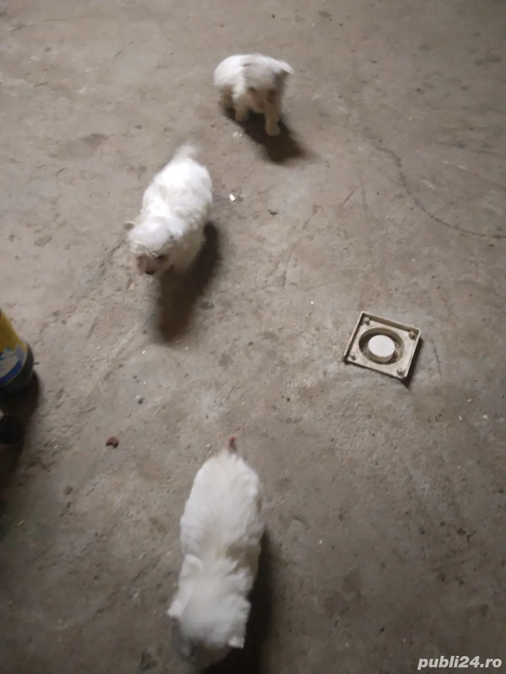 bishon havanez 3 fetite