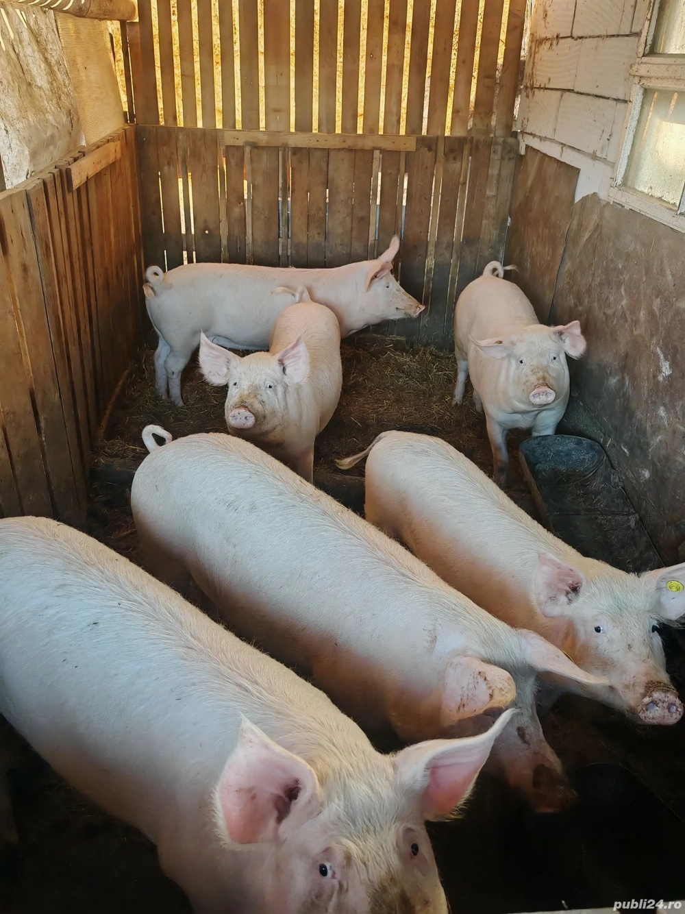 scrofite marele alb cu landrace 