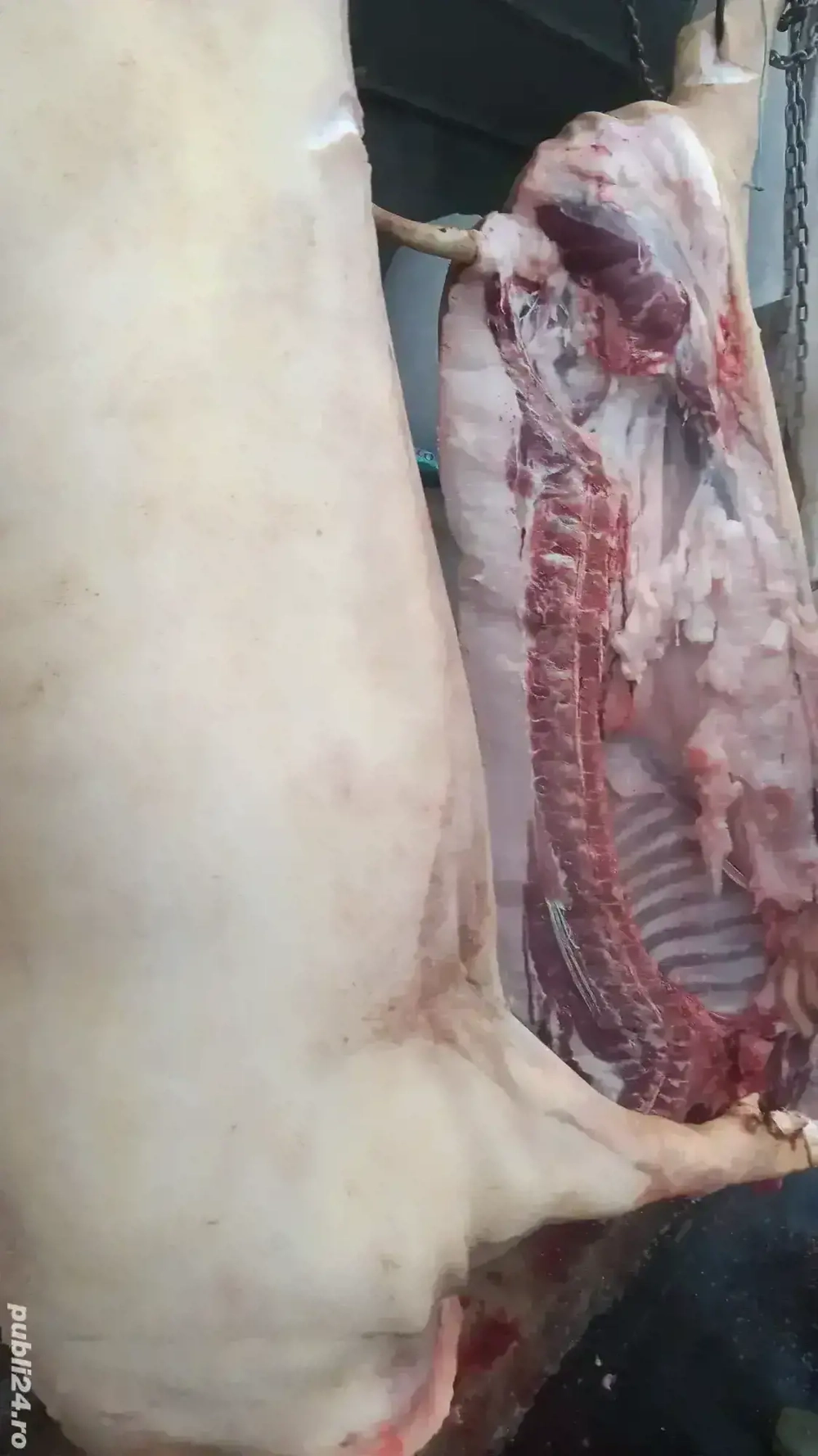 vand porci 100-200kg