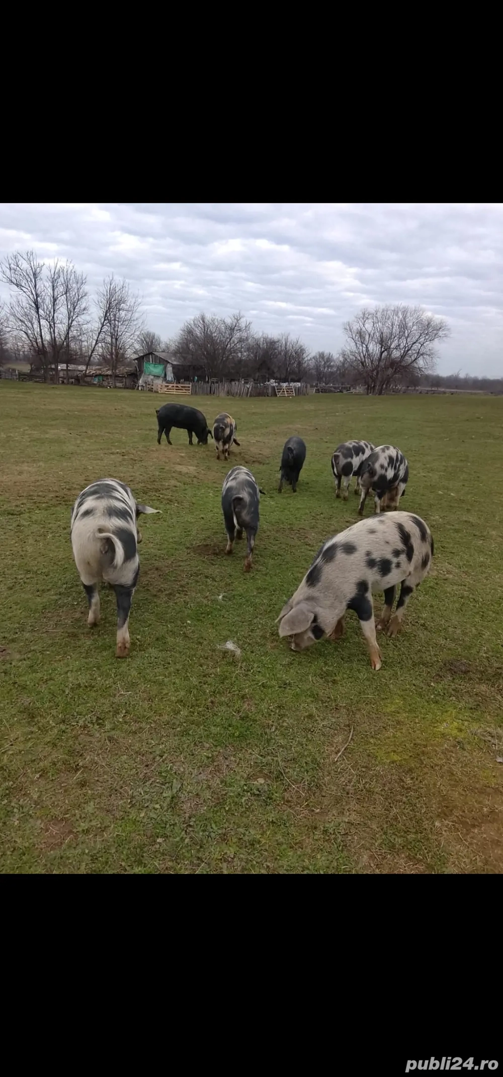 Porci Petrean de carne 