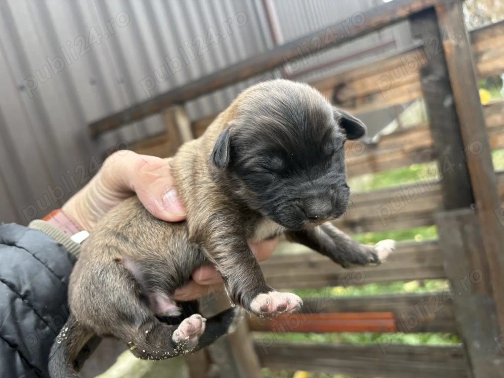 4 catelusi Schnauzer pitic german cauta familii iubitoare