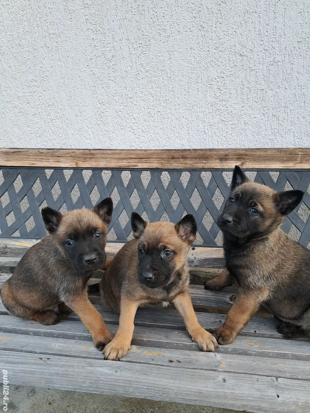 Catei Ciobanesc Belgian Malinois