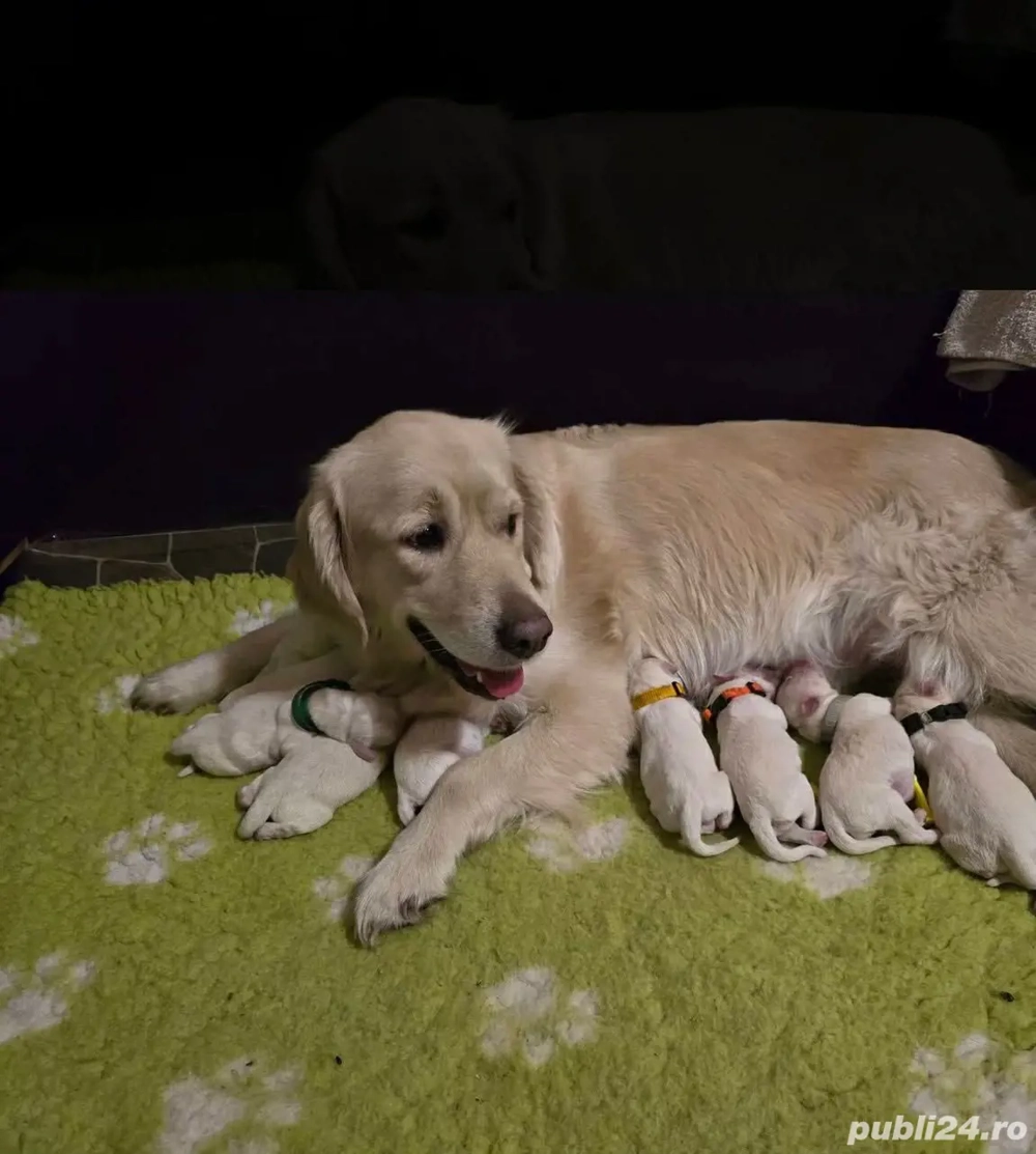 Vând catelusi Golden Retriever din părinți cu pedigree tip A