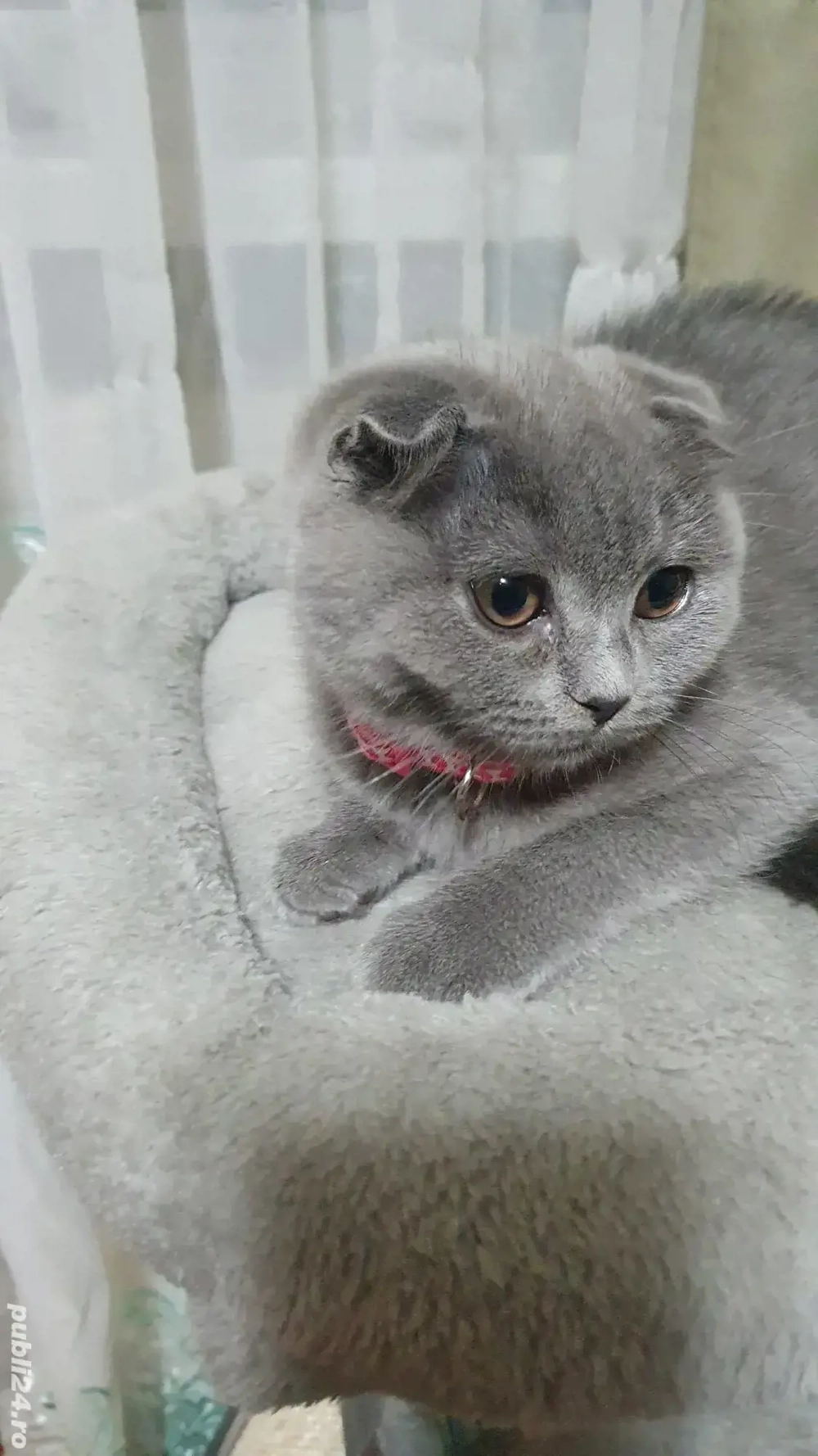 Vine Moș Craciun cu pisoiași drăgălași Scottish Fold 